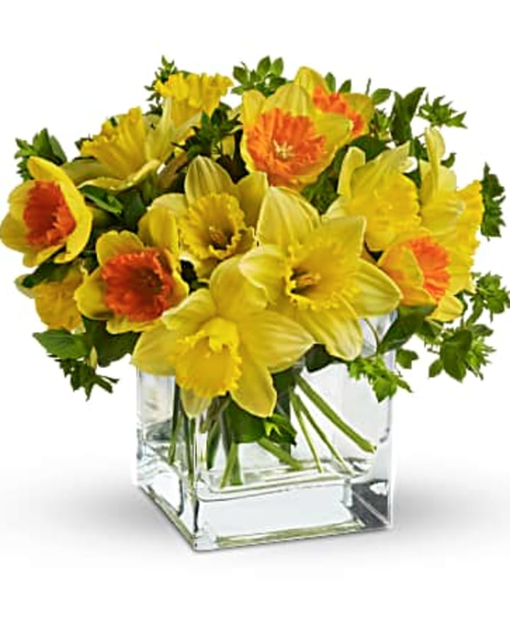 Daffodil Dreams