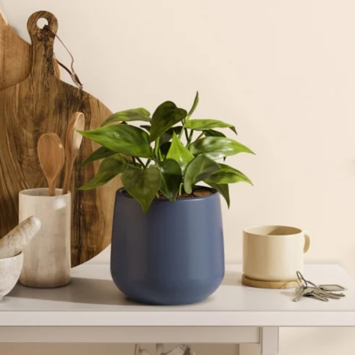 Easyplant Heartleaf Philodendron