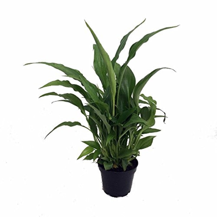 Hirt&#039;s Gardens Peace Lily Spathyphyllium-House Plant-4&quot; Pot