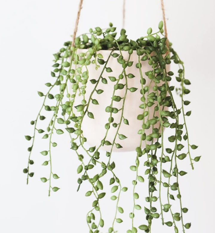String of Pearls. The 6 best indoor plants and how to care for them