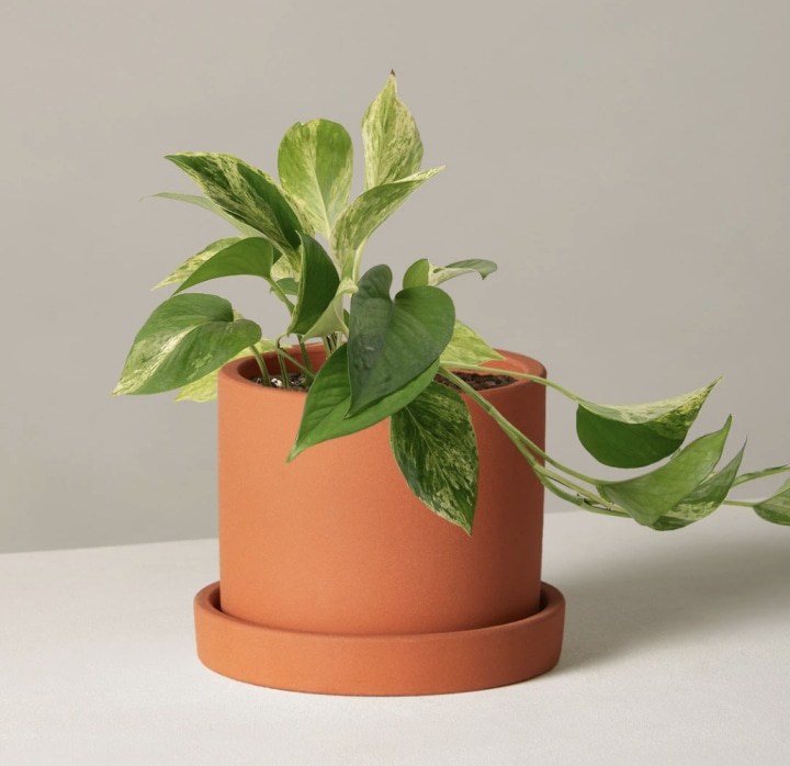 Pothos