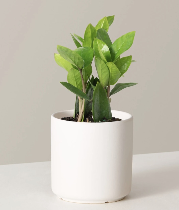 ZZ Plant