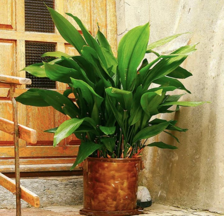 Cast Iron Plant