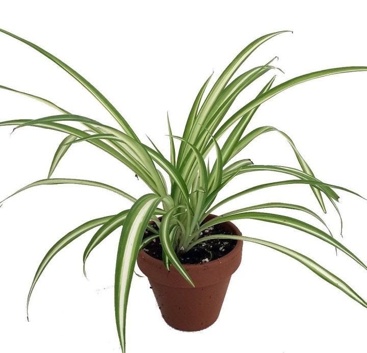 easiest indoor house plants