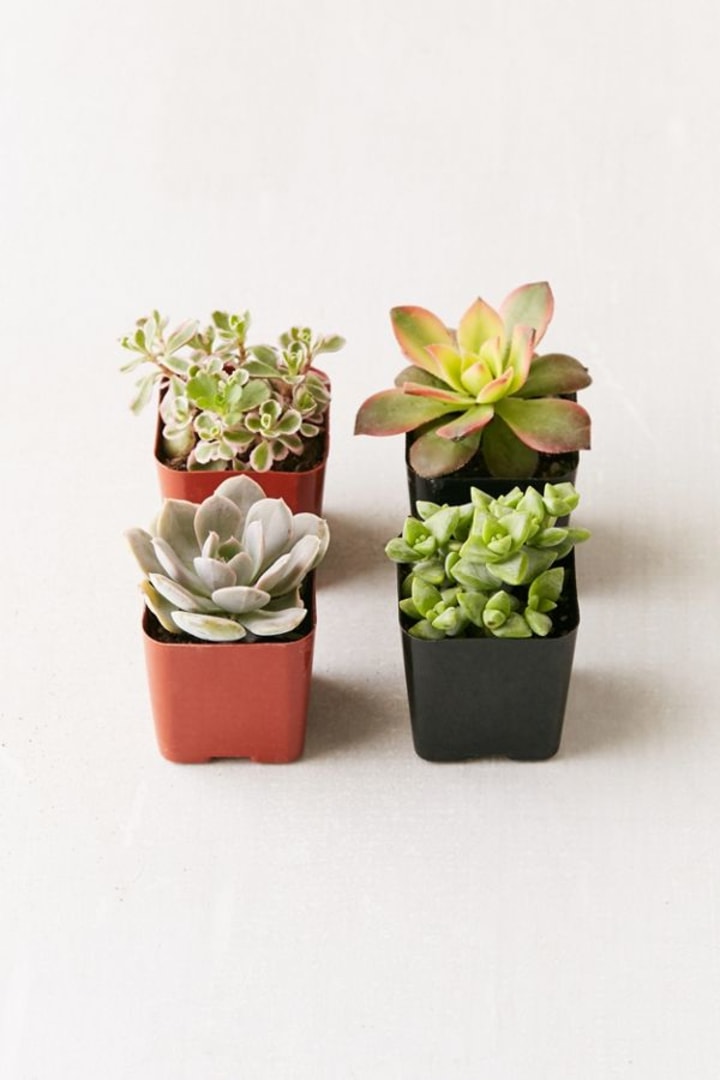 Urban Outfitters 2" Live Assorted Succulents - Set of 4