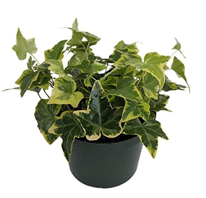 Gold Child English Ivy - Hardy Groundcover/House Plant - Sun or Shade - 6&quot; Pot