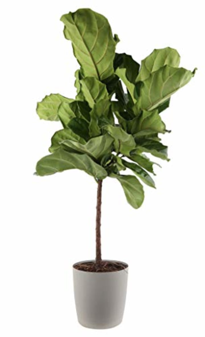 Costa Farms Live Ficus Lyrata, Fiddle-Leaf Fig, Indoor Tree, 4-Feet Tall, Ships in Gray Planter, Fresh From Our Farm