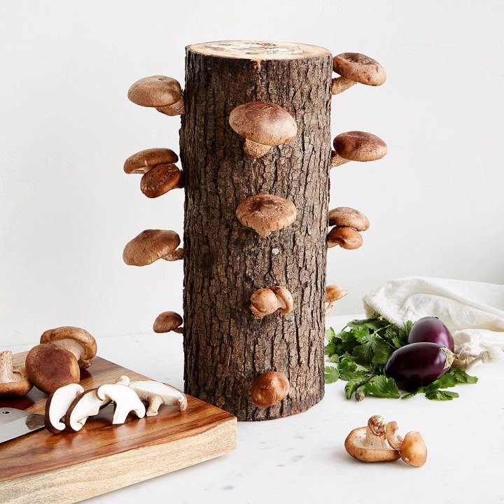 UncommonGoods Shiitake Mushroom Log Kit