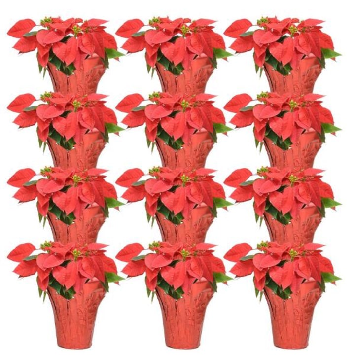 Costa Farms Fresh Red Poinsettia with Red Pot Cover