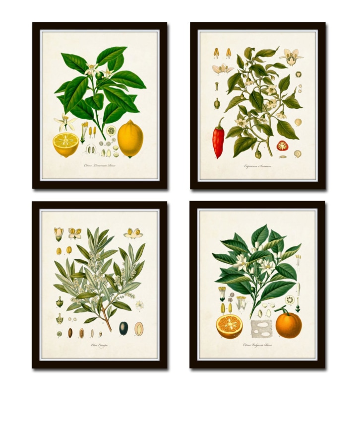 Vintage Fruit Print Set No. 20, Kohler Fruit Prints, Botanical Prints, Vintage Botanical Art, Lemon Print, Olive, Giclee, Art, Kitchen Art