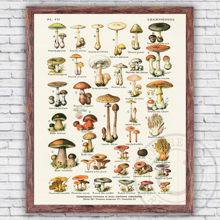 Edible Mushrooms Champignons Vintage French Illustration Poster Repro - Wall Art Print Decor - Size and Frame Options