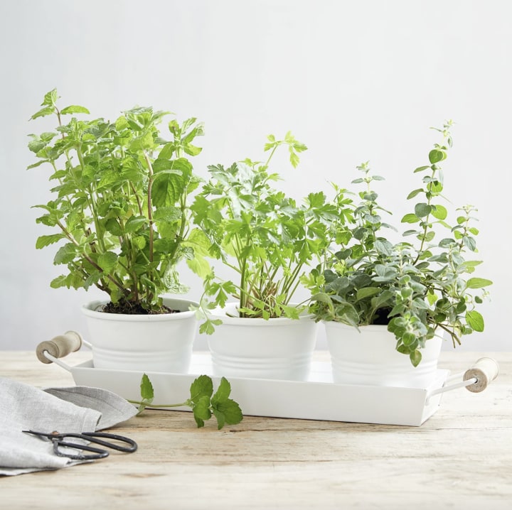 Bloomsbury Herb Pots With Tray