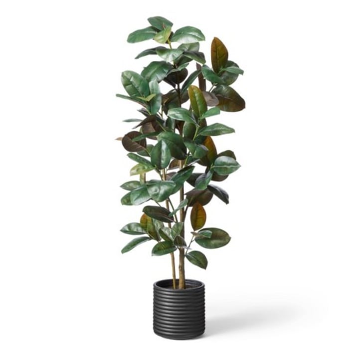 68.5&quot; Faux Rubber Tree in Ribbed Pot Black - Hilton Carter for Target