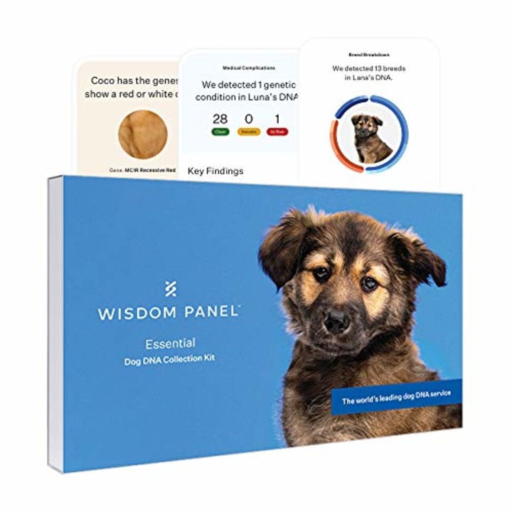 Wisdom Panel Essential, New and Improved Dog DNA Test for Ancestry, Traits and Medical Complications