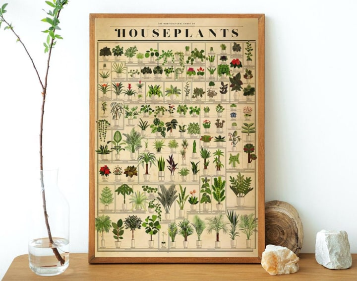 The Horticultural Chart Of Houseplants Poster, Plants Lover Gift, Plant Lady Print, Potted Houseplants Poster, No Framed Poster