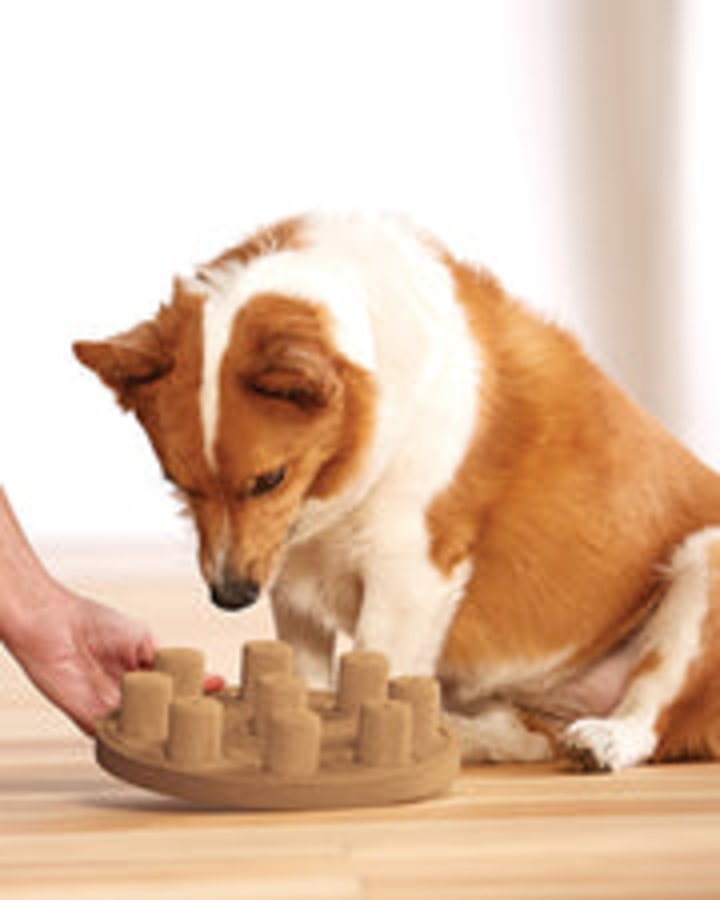 Dog Smart Treat Puzzle Game