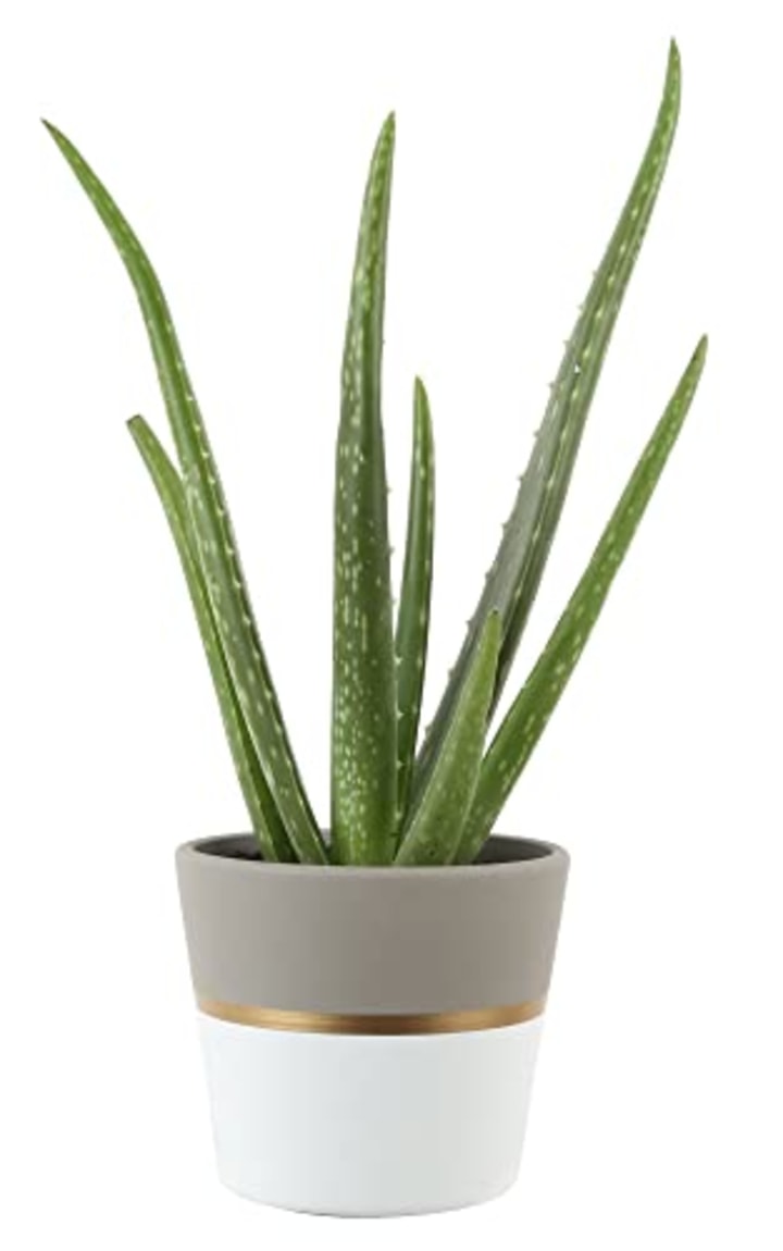Costa Farms Aloe Vera Plant, Live Indoor Plant in Modern Home D?cor Planter 7-Inches Tall, Natural Air Purifier, Unique Gift for Birthdays