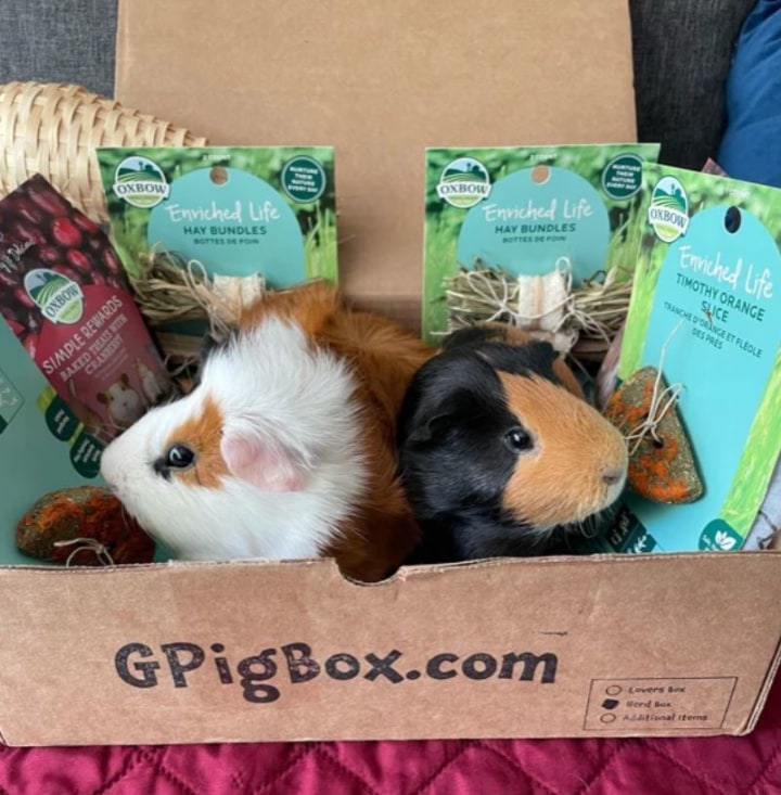 Guinea Pig Subscription Box
