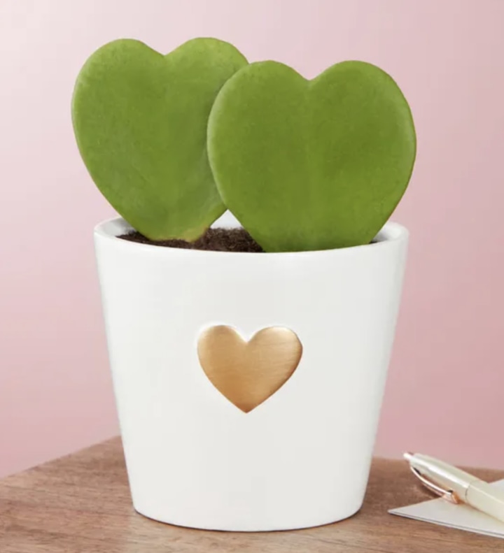 Hoya Hearts Succulent
