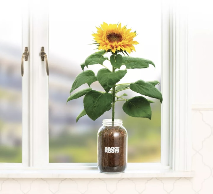 Organic Sunflower Grow Kit