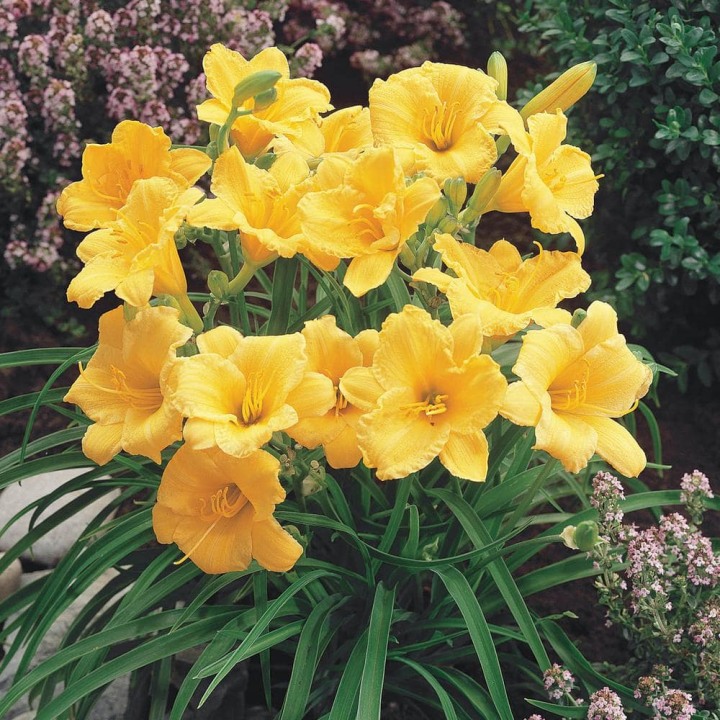 Spring Hill Nurseries 2.50 Qt. Pot, Stella De Oro Daylily, Live Potted Deciduous Flowering Perennial Plant (1-Pack)