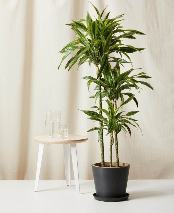 15 Gorgeous Houseplants That Will Thrive in Your Living Room