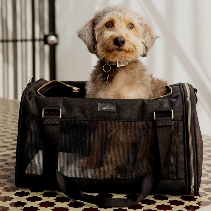 Best dog carriers for travel according to experts