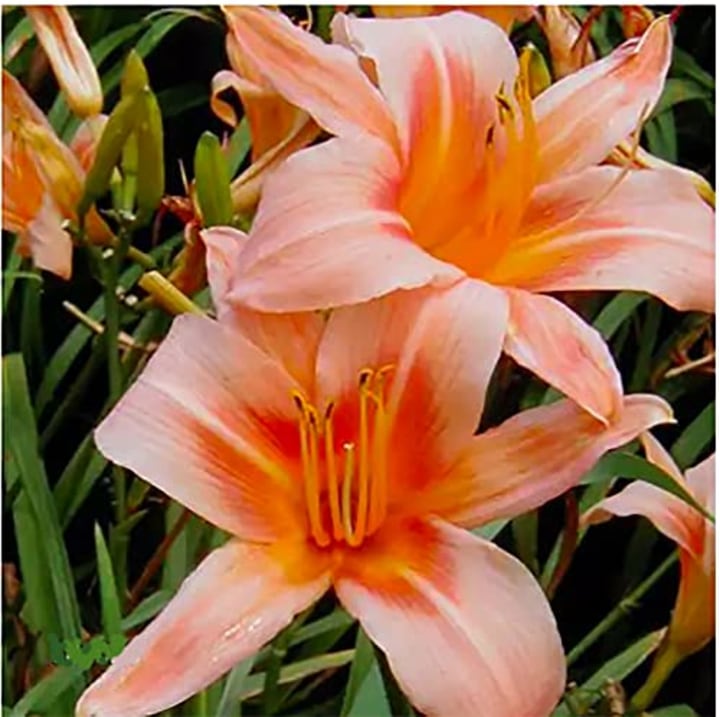 Pink Daylily - Bare Root Plant