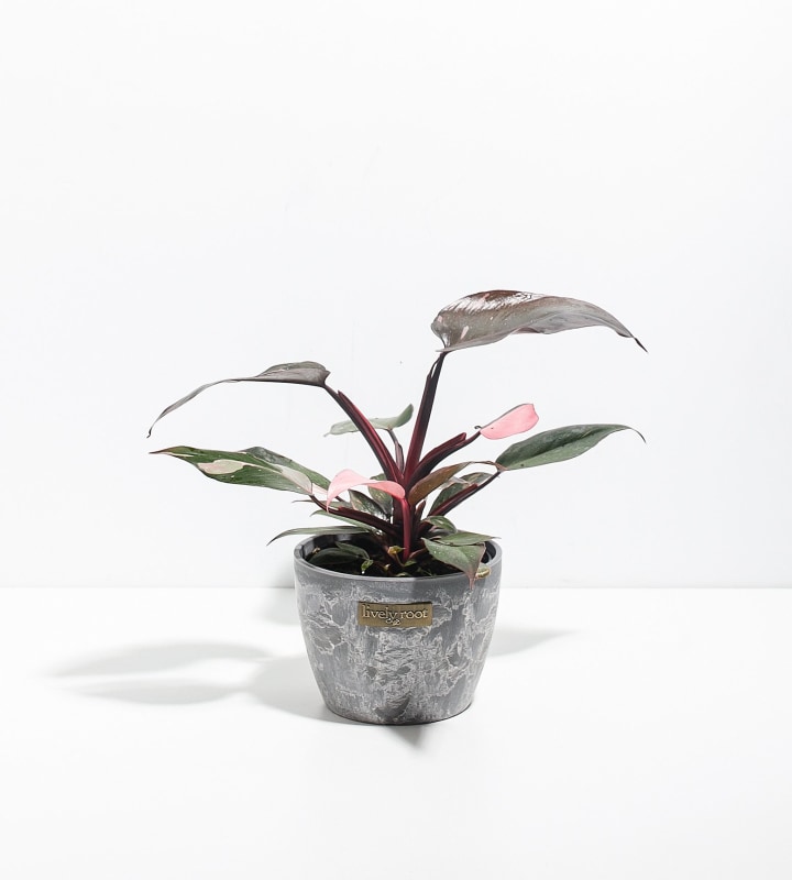 Lively Root Philodendron Pink Princess