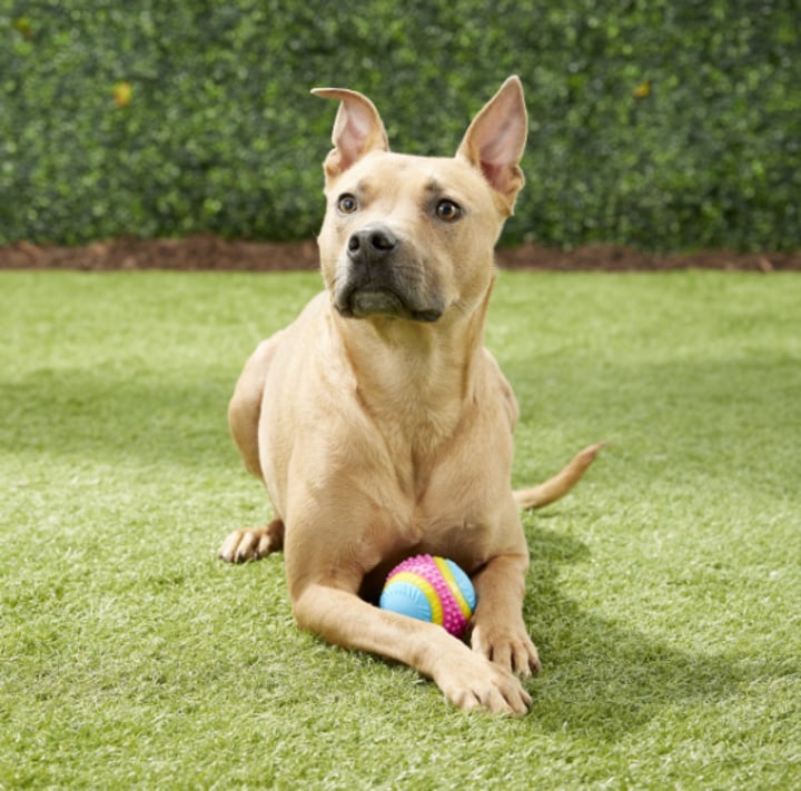 Sensory Ball Tough Dog Chew Toy