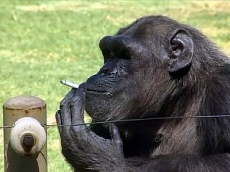 Фото обезьяны с сигаретой в зубах
