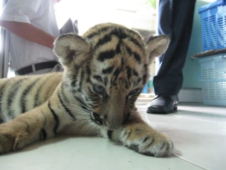 This two-month-old tiger cub was found in a woman's suitcase at the airport in Bangkok, Thailand.