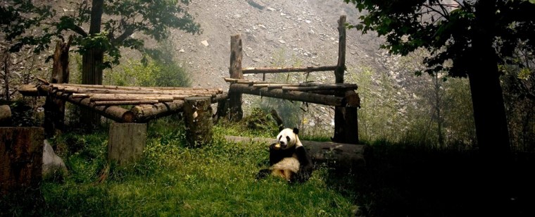 Image: panda