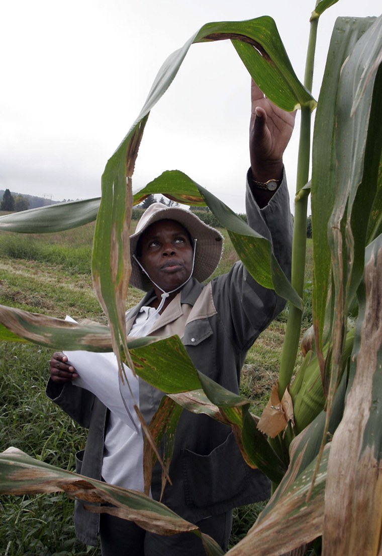 **ADVANCE FOR SUNDAY, APRIL 26** In this photo taken on March 9, 2009, agriculture scientist Julia Sibiya inspects diseased crops at a research farm near Pietermaritzburg, South Africa. Sibiya worries about the numbers of frail, elderly women farmers taking on more and more family burdens. She knows it is happening in South Africa, where she is working on a doctorate at the University of KwaZulu Natal, and in Uganda and Zimbabwe, where she has sent the seeds she studies for field tests. (AP Photo/Denis Farrell)