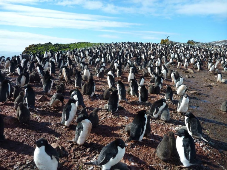 Image: A colony of Adélie penguins