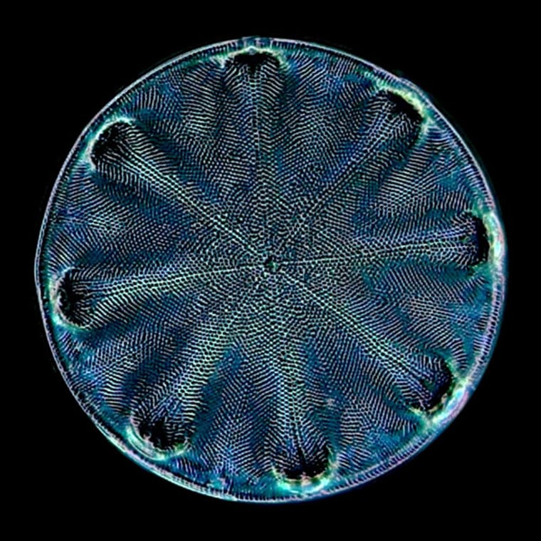 This ocean-dwelling diatom — a single-celled alga surrounded by a glass-like wall — is preserved on a 19th-century microscope slide. In Victorian Britain, interest in science was widespread and microscopes became popular.