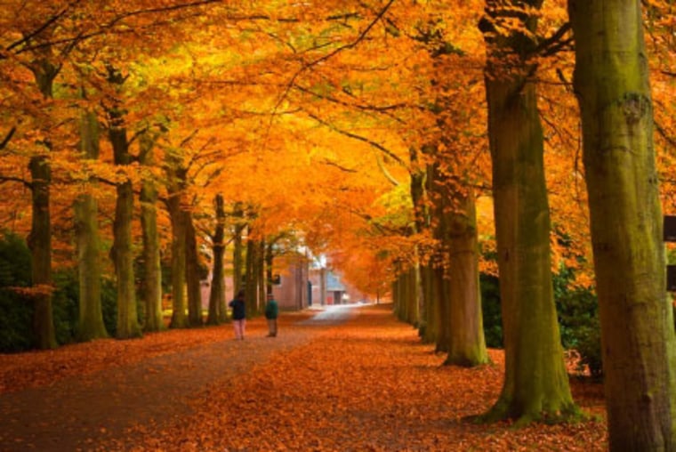While leaves in the United States turn yellow, orange and red in the autumn, those in Europe only turn yellow. 