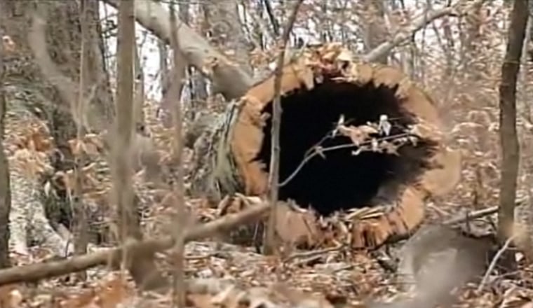 The hollow tree in which the bodies of three people were found was cut down Friday in Knox County, Ohio, out of respect for the victims' families and so that it wouldn't become "a sightseeing thing," officials said.