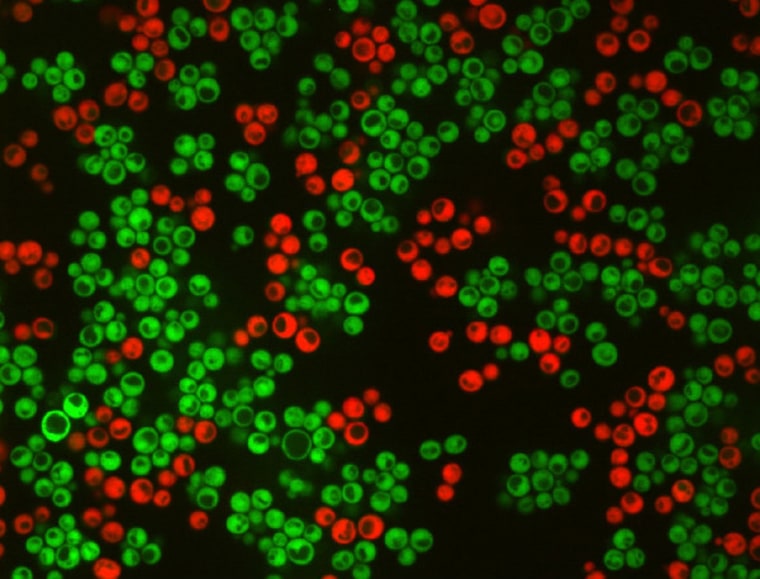 In an experiment, clumpy yeast cells, like those shown in green, had an advantage over isolated yeast cells, like those in red. This was because cells in clumps captured food produced by their neighbors, which would otherwise have gone to waste. Scientists think this scenario could help explain the evolution of multicellular life.