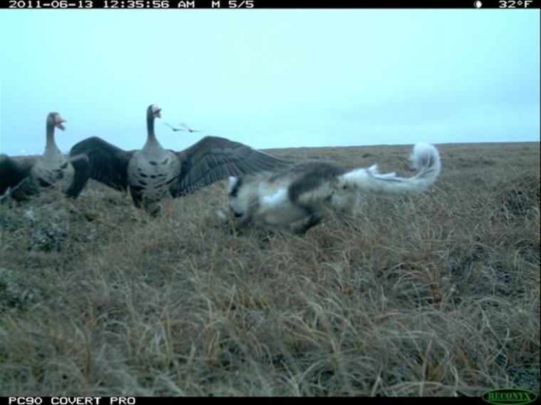 An Arctic fox charges a greater white-fronted goose nest defended by the adults in the Prudhoe Bay oilfields.