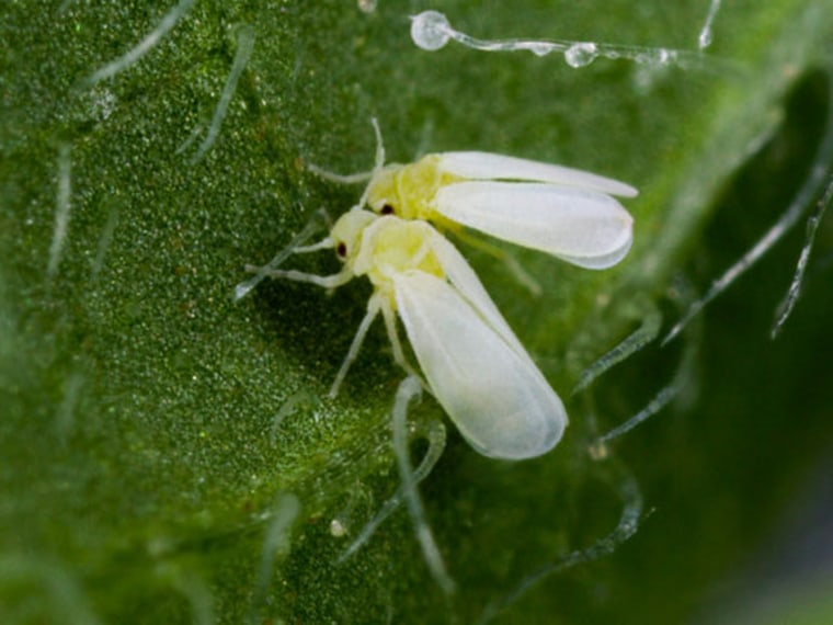 Sweet potato whiteflies are no strangers to living in close relationships with bacteria.