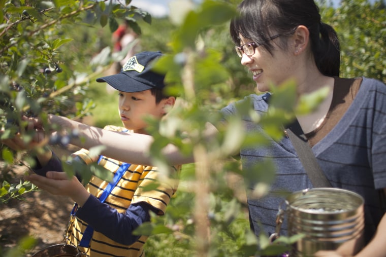Yoshie Arai and her son Tatsuki, 10, pick blueberries near Portland, Oregon. They're staying with an American family in Portland to escape radiation in their home town of Koriyama, in Japan's Fukushima Prefecture.