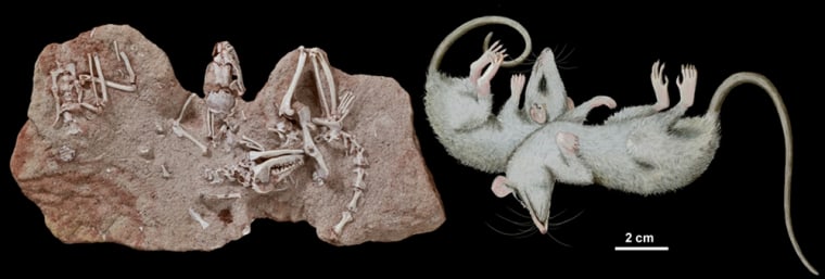Two fragmented skeletons of the ancient marsupial, Pucadelphys andinus, left, and a reconstitution of the dead animals before fossilization, right. The two specimens are slightly difference as the bones shifted slightly after they fossilized.