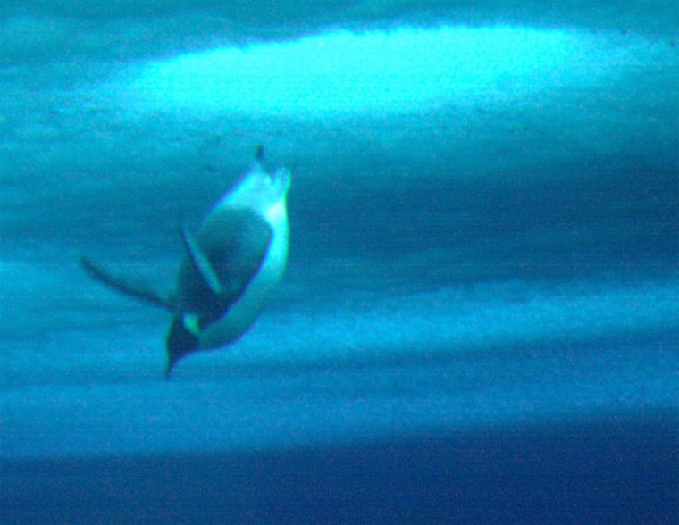 An Emperor penguin dives through a hole into the water below Antarctica's McMurdo Sound sea ice.