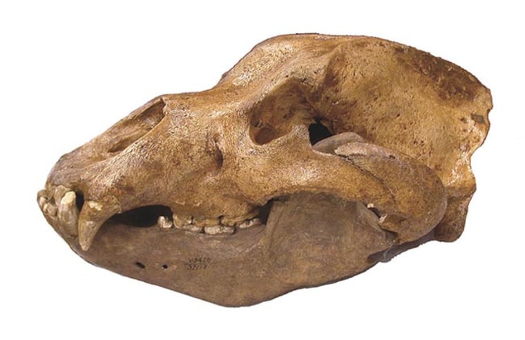 Skull from the extinct Pleistocene cave bear, Ursus spelaeus. Credit: Joint Genome Institute.