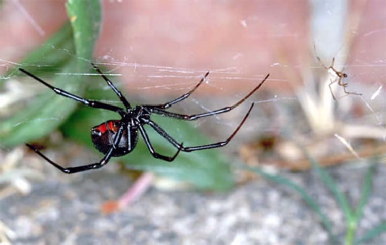 Spiders Have Some Seriously Creepy Sex Habits 