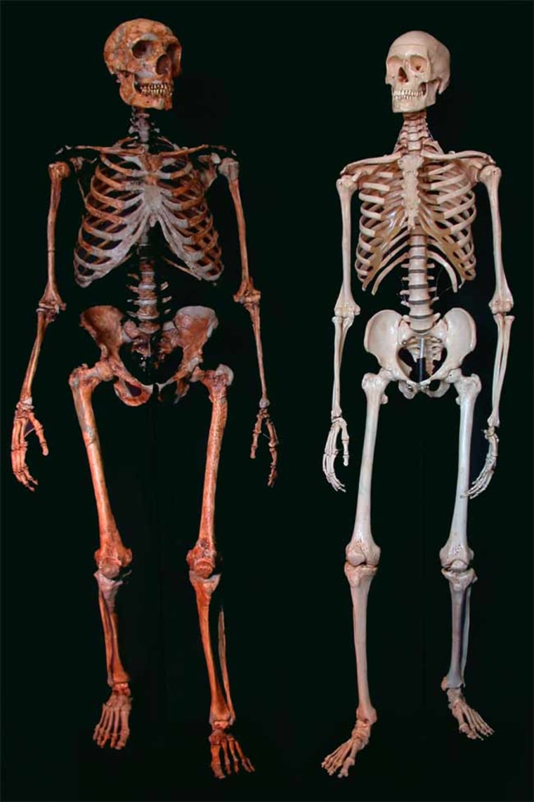 Comparison between Neanderthal and modern human skeletons. 