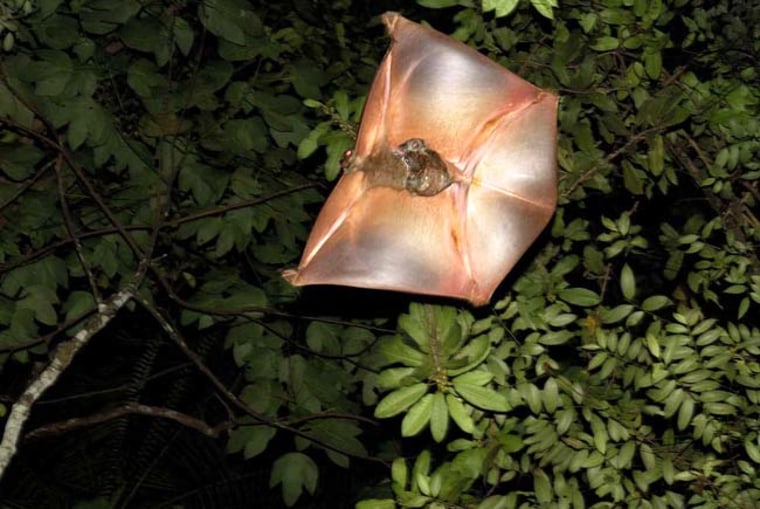 A Malayan colugo glides between trees with a baby hanging on. 