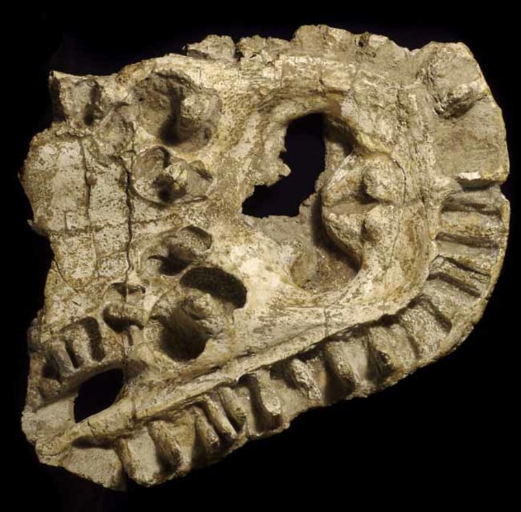 Image: temnospondyl fossil
