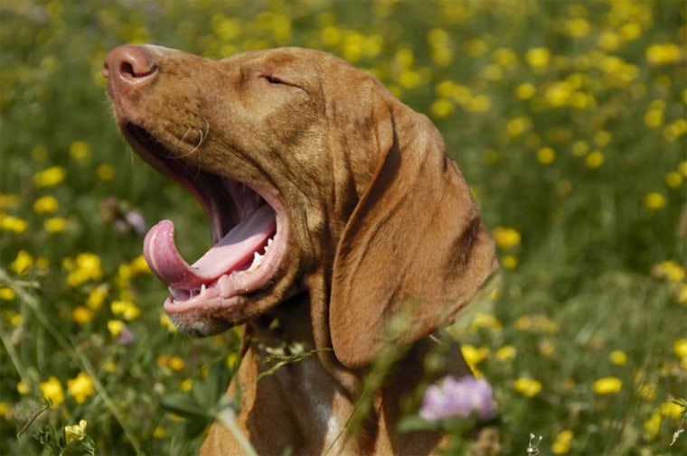 This Hungarian Vizsla is either really sleepy or just spied its owner yawning.